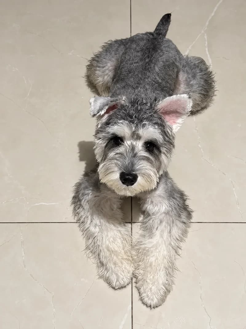 Reference photo of Lambo · Schnauzer