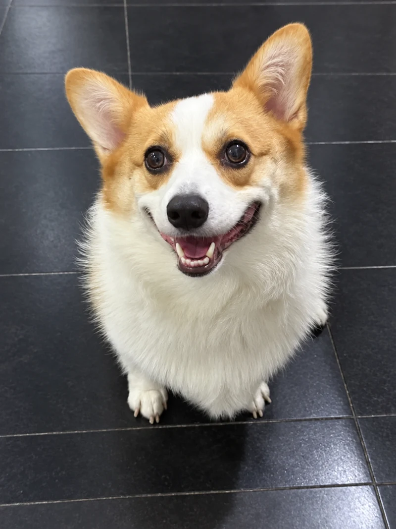 Diandian · Corgi reference photo