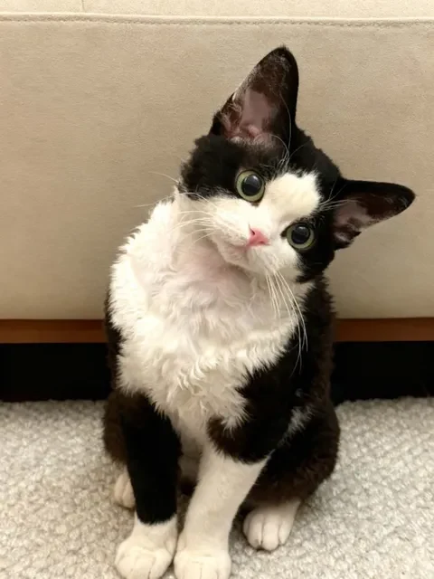 Mao · Curly-haired cat reference photo