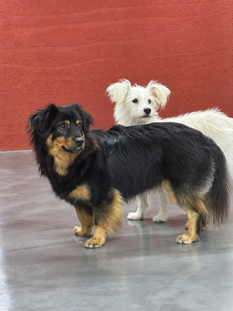 Mini & Xiaomai reference photo