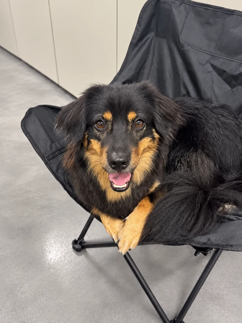 Xiaomai · Mixed-breed dog reference photo